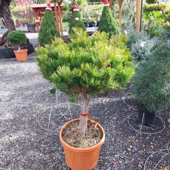 Pinus densiflora  (Borovica hustokvetá) ´ALICE VERKADE´ - kont. C45L, výška: 80-90 cm, kont. C45L - NA KMIENKU